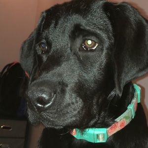 Meet your Posher, Grace